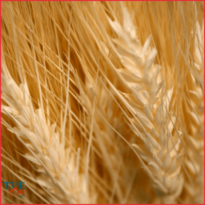 Agroalimentaire : les fournisseurs en danger